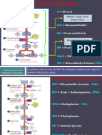 Metabolismo Glucolisis (ALUMNOS 2)