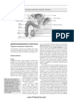 Shibley Hyde Janet Y Delamater John - Sexualidad Humana Organos Sexuales Masculinos