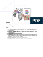 C9-Diencefalo (Hipotalamo-Epitalamo)