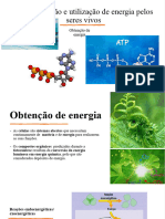 Obtenção de Energgia Pelos Seres Vivos Revisões