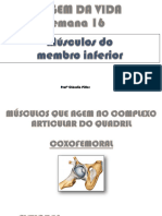 Ov - Semana 16 - Músculos Do Membro Inferior-1