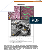 Cardiac Muscle: Provided by University of Missouri: Mospace