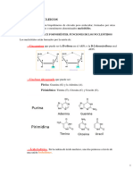 UD 6 Acidos Nucleicos