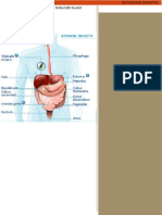 Resume-De-La-Physiologie-Digestive KHABET MOHAMED RAMZI