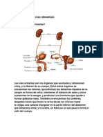 Qué Son Las Vías Urinarias