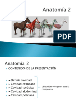 3 Anatomia 2