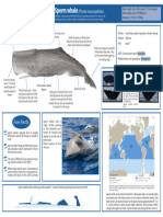 Sperm Whale A4 Fact Sheet