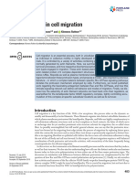 Actin Dynamics in Cell Migration