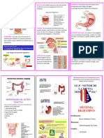 Sistema Digestivo