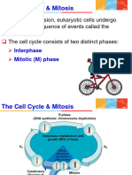 CH 8 - Cell Cycle Mitosis