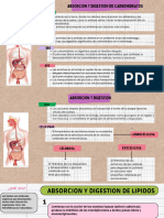 Absorcion y Digestion