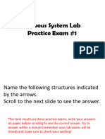 Nervous System Practice Exam 1good