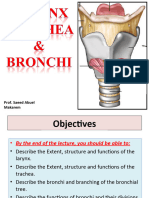 3-Larynx, Trachea & Bronchi