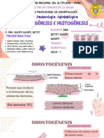 Endodoncia Grupo 1 - Odontogénesis