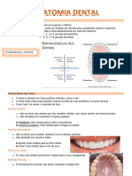 Anatomia Dental