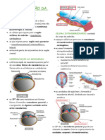 Diferenciação Da Mesoderme