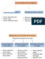 Clase 16 C Musculos de Mano