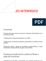 Nucleo Interfásico