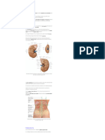 Rins - Anatomia Papel e Caneta