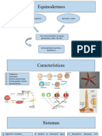 Equinodermos e Cordados