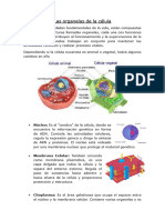 Las Organelas de La Célula