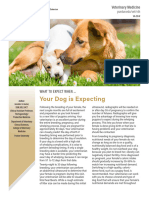 Your Dog Is Expecting: Veterinary Medicine