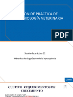 P 12 - Diagnóstico de Leptospirosis