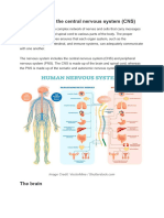 The Nervous System