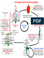 Reproduction de La Plante Entre Vie Fixa C e Et Mobilita C