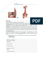 Sistema Nervioso Aut-Nomo Estudiantes
