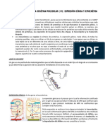 Tema 4. Introducción A La Genética Molecular (II) - Expresión Génica