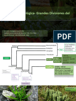 Grandes Divisiones Del Reino Plantae Juan Presentac