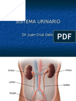 Sistema Urinario