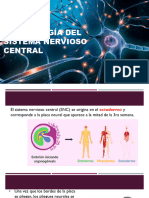 Embriología Del Sistema Nervioso Central - 240406 - 171126