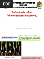 Rizoctonia-Thanatephorus Cucumeris