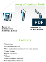 Internal Anatomy of Tooth