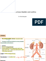 2 Ureter, Urinary Bladder and Urethra XJG