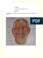 Musculos Cabeza