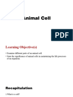 Cell-Animal Cells