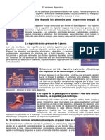 El Sistema Digestivo - Naturales