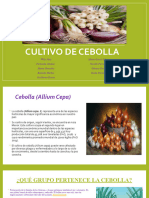 Cultivo de Cebollax