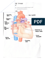 LA Anatomy STATION 2