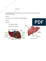 U6 - Liver