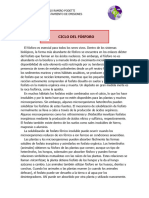 Ciclo Del F-Sforo 2024