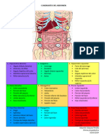 Cuadrantes Del Abdomen