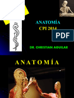 6-CFC - Miología