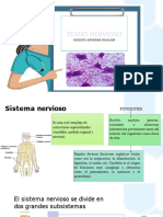 Clase 4 Tejido Nervioso