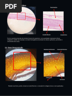 Trabalho de Cito e Histo