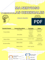 Sistema Nervioso Vesiculas Cerebrales