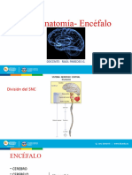 Neuroanatomía Clase 5 Cerebro